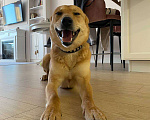 Собаки в Звенигороде: Рыжий пес Лис ищет дом  Мальчик, 1 руб. - фото 3