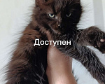 Кошки в Москве: Кот Бегемот Мейн-кун Мальчик, 40 000 руб. - фото 1