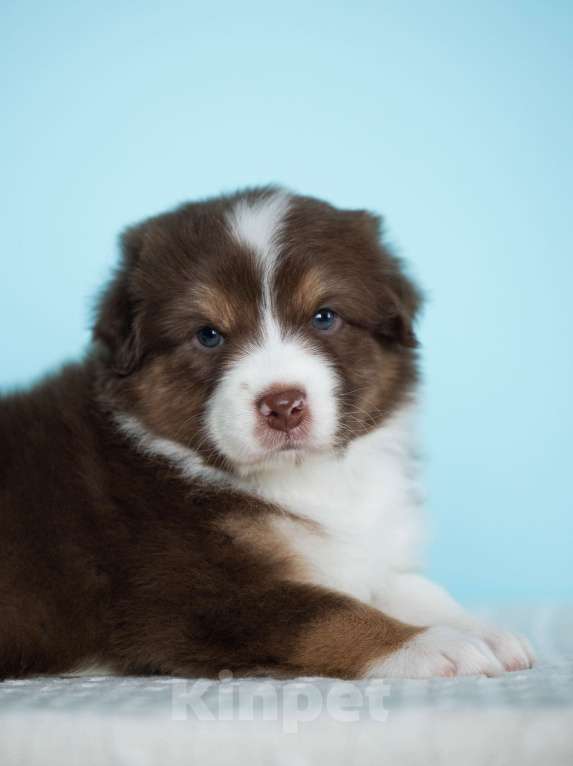 Собаки в Екатеринбурге: Мальчик красный триколор Мальчик, Бесплатно - фото 2