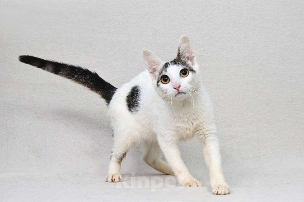 Кошки в Москве: Пенелопа - кошечка в чепчике  Девочка, 111 руб. - фото 3