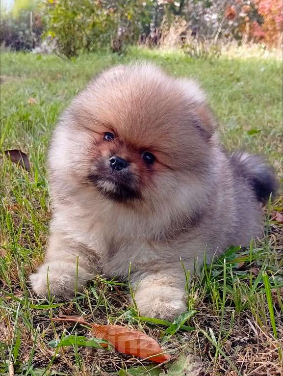 Собаки в Воронеже: Шпиц мишка Мальчик, 50 000 руб. - фото 3