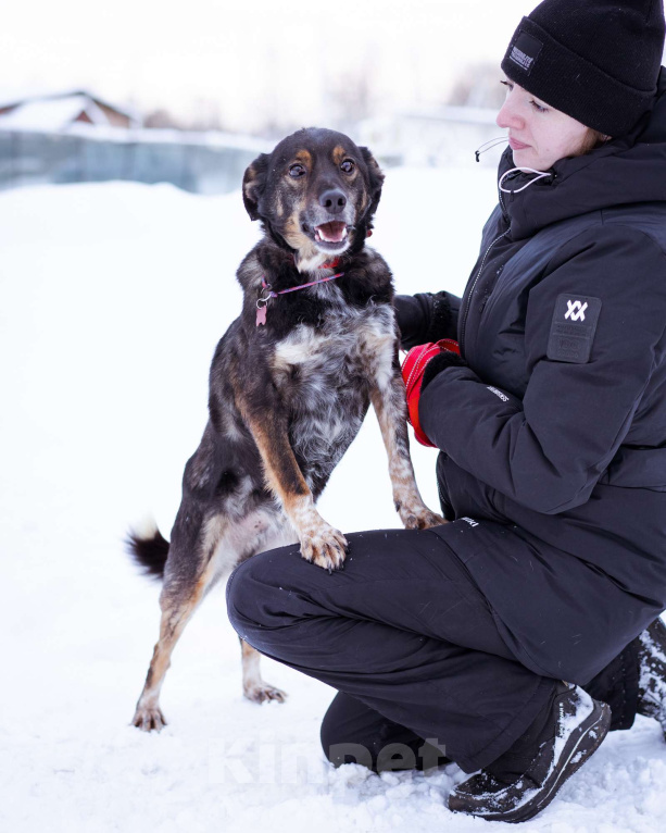 Собаки в Москве: небольшой пёсик ищет дом Мальчик, Бесплатно - фото 4