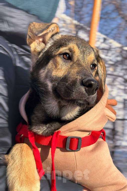 Собаки в Челябинске: Щенок в добрые руки Мальчик, Бесплатно - фото 3