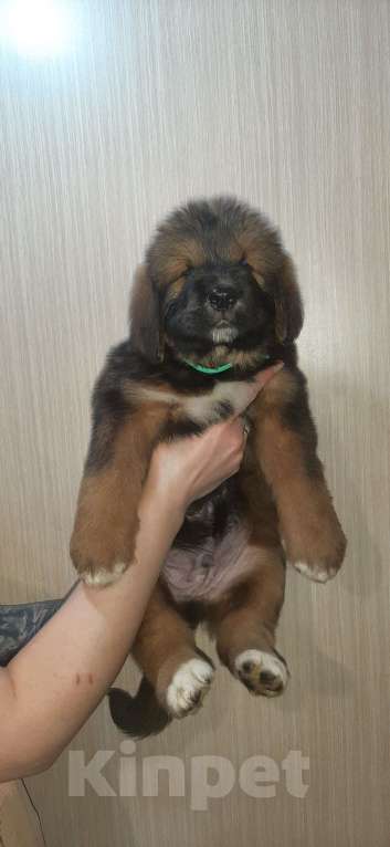 Собаки в Курганинске: Щенки тибетского мастифа  Девочка, Бесплатно - фото 6