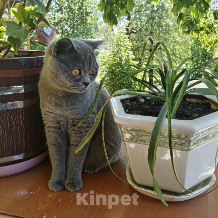 Кошки в Котельнике: Мудрая британская кошка с золотыми глазами Девочка, Бесплатно - фото 1