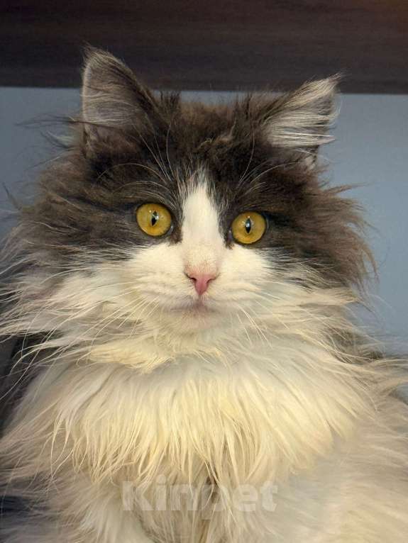 Кошки в Липецке: Котята Мальчик, Бесплатно - фото 5