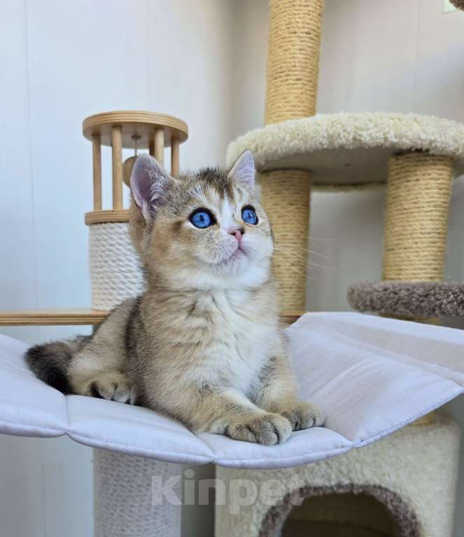 Кошки в Хабаровске: Британский котик с синими глазами Мальчик, 50 000 руб. - фото 1