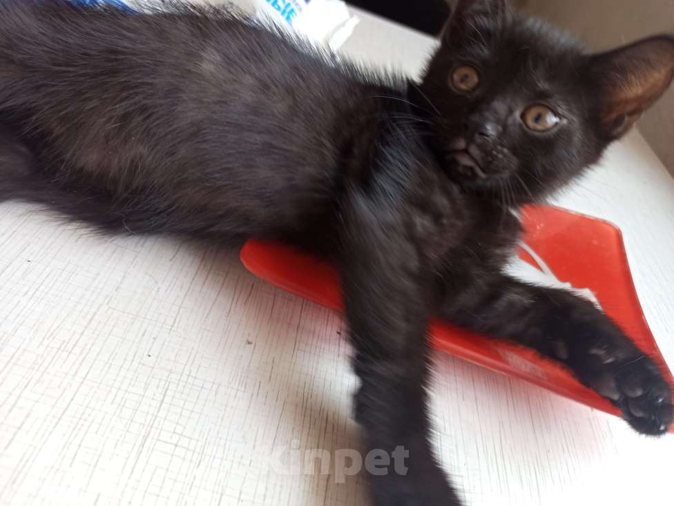 Кошки в Пятигорске: Котята в добрые руки Мальчик, Бесплатно - фото 8