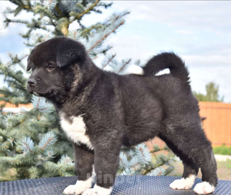 Собаки в Серпухове: Американская акита щенок  Мальчик, 100 000 руб. - фото 2