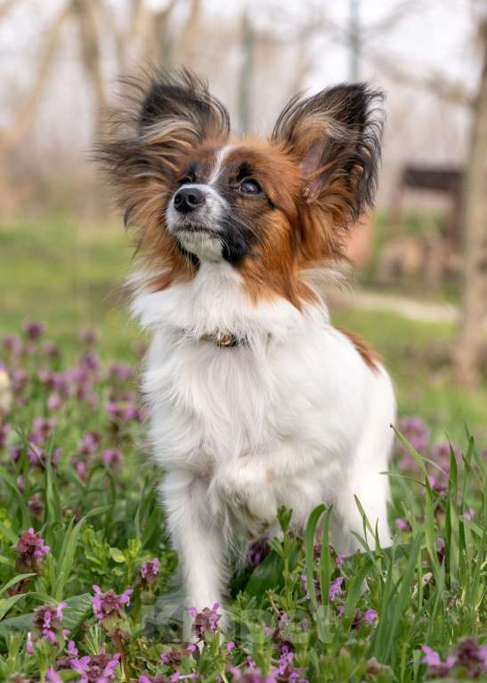 Собаки в Новороссийске: Продам щенка папийона (папильона) Мальчик, 60 000 руб. - фото 2