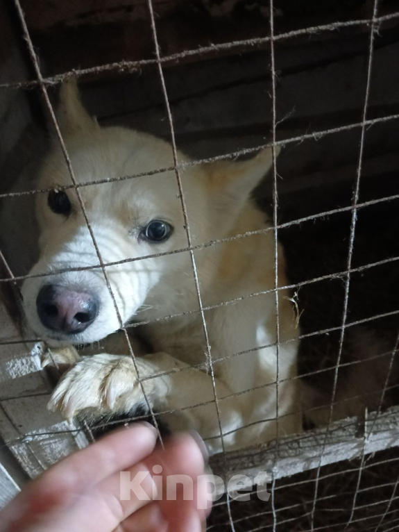 Собаки в Москве: Погибает метис лайки Мальчик, Бесплатно - фото 3