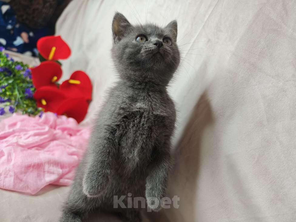 Кошки в Уфе: Манчкин ( длинные лапки) Девочка, 20 000 руб. - фото 2