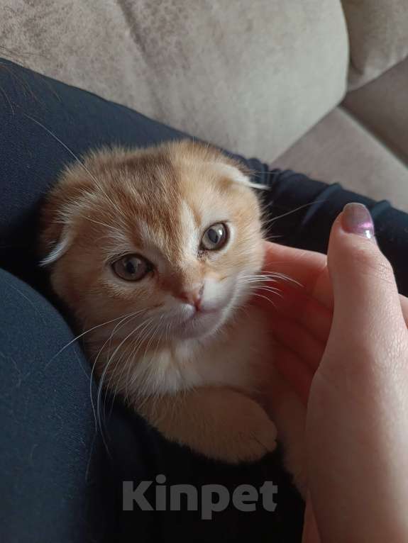 Кошки в Екатеринбурге: Вислоухий мальчик окрас ny11 Мальчик, 16 000 руб. - фото 3