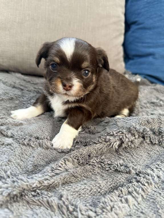 Собаки в других городах Московской области: Мальчик чихуахуа Грегори Мальчик, 60 000 руб. - фото 3