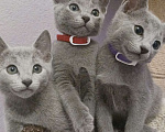 Кошки в Казани: Котята Русской голубой в Казани Девочка, 55 000 руб. - фото 4