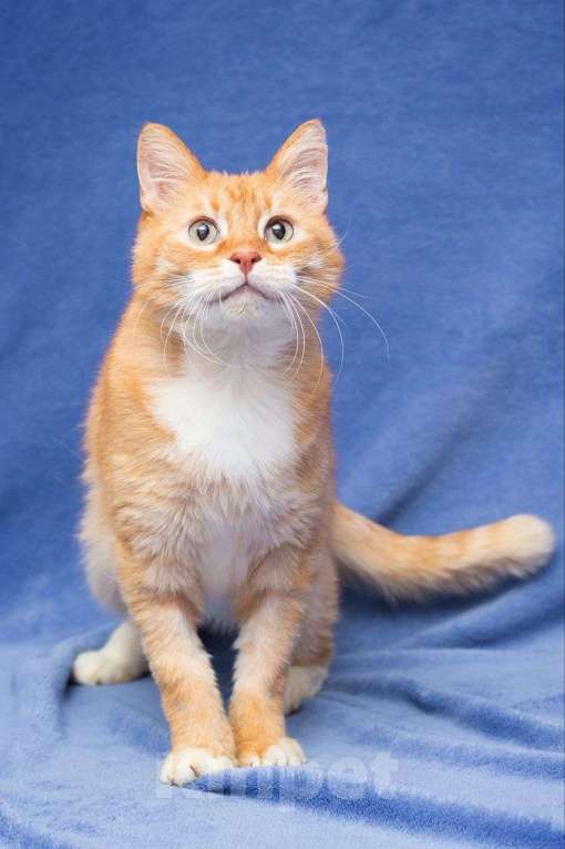 Кошки в Москве: Рыжий котик Бонифаций практически год живет в Зооцентре. Невероятно красивый, но очень одинокий... Мальчик, Бесплатно - фото 2