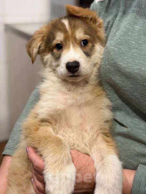 Собаки в Раменском: Маленький щенок в добрые руки Мальчик, Бесплатно - фото 3