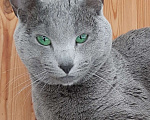 Кошки в Санкт-Петербурге: Русские голубые котята Мальчик, 40 000 руб. - фото 10