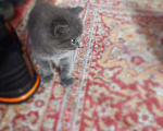 Кошки в Лысково: Котята, Бесплатно - фото 3