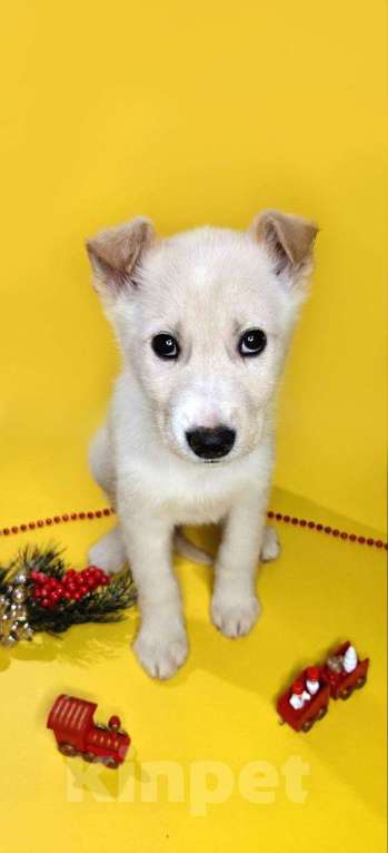 Собаки в Наро-Фоминске: Герцог якутенок команды ппбж Якутска Мальчик, Бесплатно - фото 6