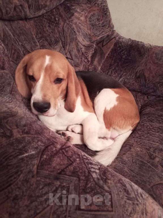 Собаки в Екатеринбурге: Бигль Мальчик, 60 000 руб. - фото 1