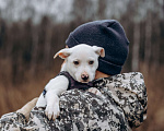 Собаки в Москве: Щенок-мальчик, в добрые руки Мальчик, Бесплатно - фото 2