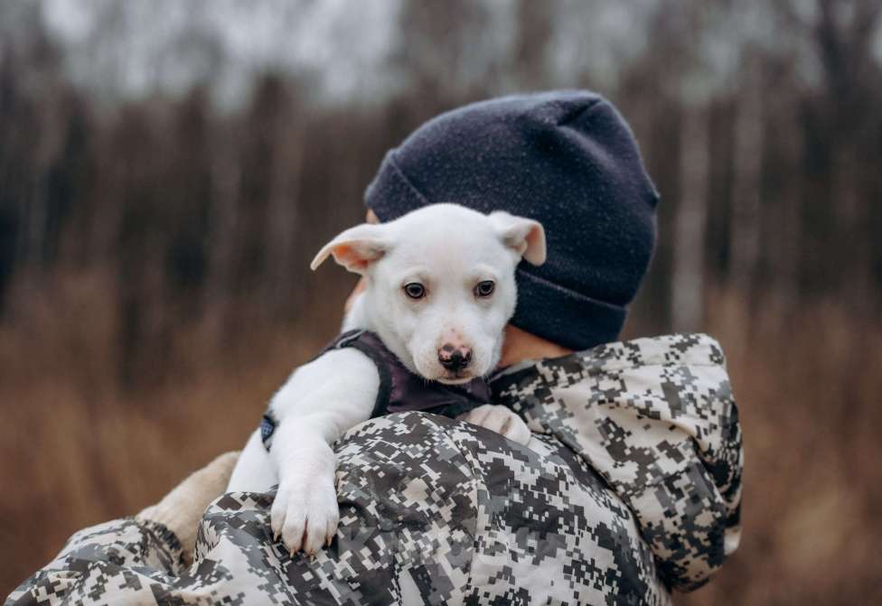 Собаки в Москве: Щенок-мальчик, в добрые руки Мальчик, Бесплатно - фото 2