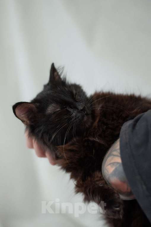 Кошки в Ногинске: Самая ласковая кошечка Матильда в поиске дома Девочка, Бесплатно - фото 6