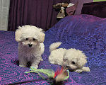 Собаки в Москве: Мальчик мальтипу пушон Мальчик, 110 000 руб. - фото 1
