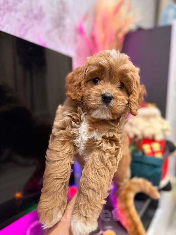 Собаки в Москве: Кавапу девочка Девочка, 85 000 руб. - фото 1