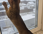 Кошки в Екатеринбурге: Абиссинский котёнок  Мальчик, Бесплатно - фото 7