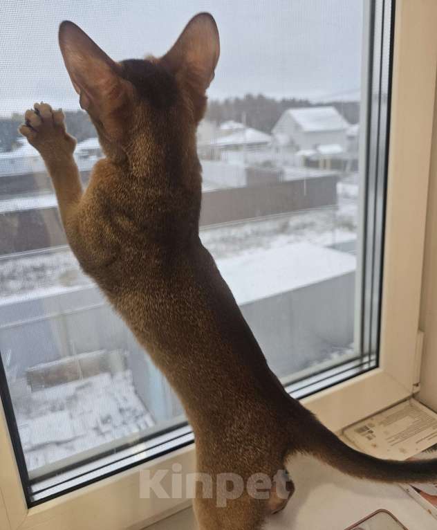 Кошки в Екатеринбурге: Абиссинский котёнок  Мальчик, Бесплатно - фото 7