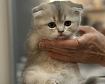 Кошки в Саратове: Шотландская голубая золотая шиншила Девочка, 15 000 руб. - фото 2