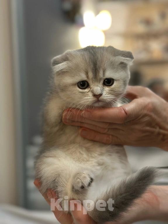 Кошки в Саратове: Шотландская голубая золотая шиншила Девочка, 15 000 руб. - фото 2