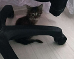 Кошки в Ореховом-Зуево: Здравствуйте, очень срочно!кто сможешь взять котенка девочку в добоые руки себе оставить не може Девочка, Бесплатно - фото 2