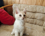 Кошки в Долгопрудном: Крем на серебре мейн-кун Мальчик, 65 руб. - фото 6