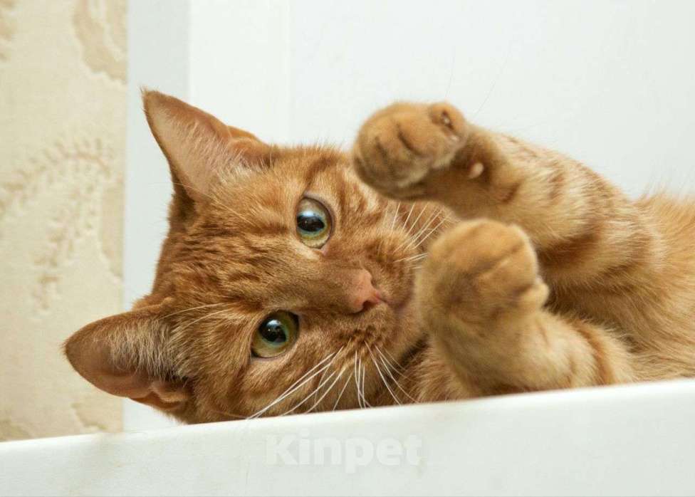 Кошки в Москве: Рыжая кошечка в добрые руки Девочка, Бесплатно - фото 2