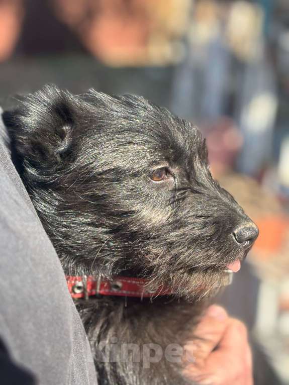 Собаки в Москве: Щенок 4 месяца Ламба в добрые руки Девочка, Бесплатно - фото 6