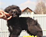 Собаки в Москве: мальтипу мини и микро, бэби фейс Мальчик, 100 000 руб. - фото 7