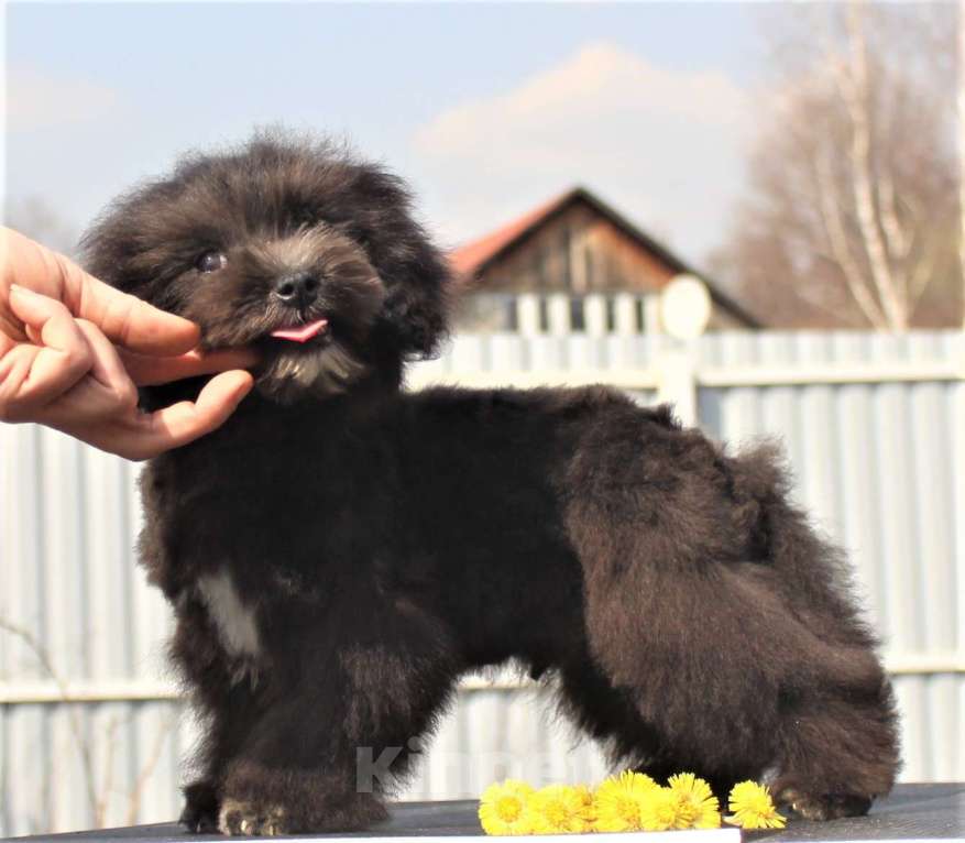 Собаки в Москве: мальтипу мини и микро, бэби фейс Мальчик, 100 000 руб. - фото 7