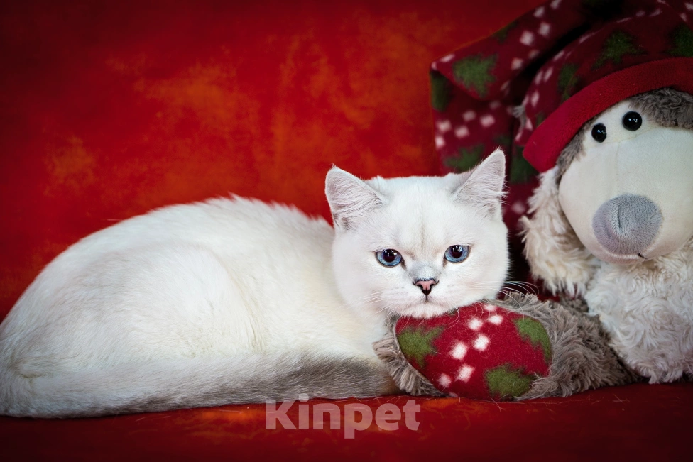 Кошки в Миассе: Голубоглазый парень Мальчик, 50 000 руб. - фото 7