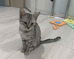 Кошки в Самаре: Котята бесплатно Девочка, 50 руб. - фото 4
