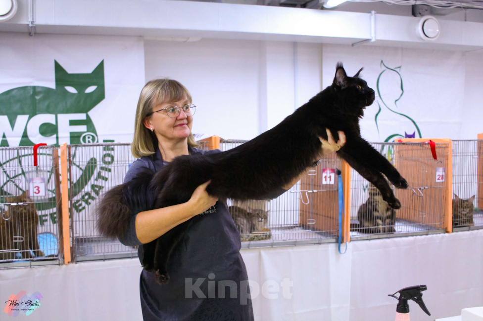 Кошки в Санкт-Петербурге: Вязка Мальчик, Бесплатно - фото 6