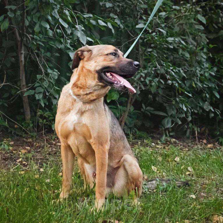 Собаки в Москве: Очень умный пес в добрые руки Мальчик, Бесплатно - фото 6