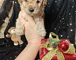 Собаки в Москве: Той пудель мальчик крошка Мальчик, 65 000 руб. - фото 1