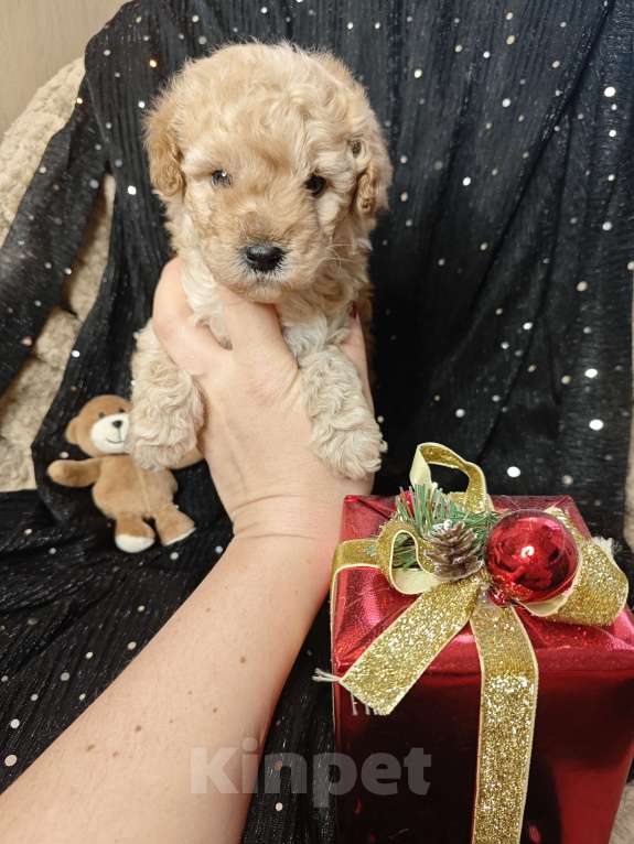Собаки в Москве: Той пудель мальчик крошка Мальчик, 65 000 руб. - фото 1