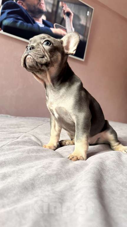 Собаки в Иркутске: Лютер Мартин  Мальчик, 70 000 руб. - фото 3