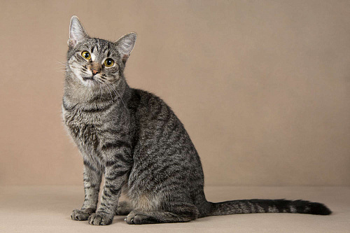 Ласковая Бетти.  Добрейшая полосатая кошечка в добрые руки.