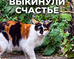 Кошки в Москве: Загадка трёхцветной леди, или Дело о предательстве у мальв Девочка, Бесплатно - фото 1