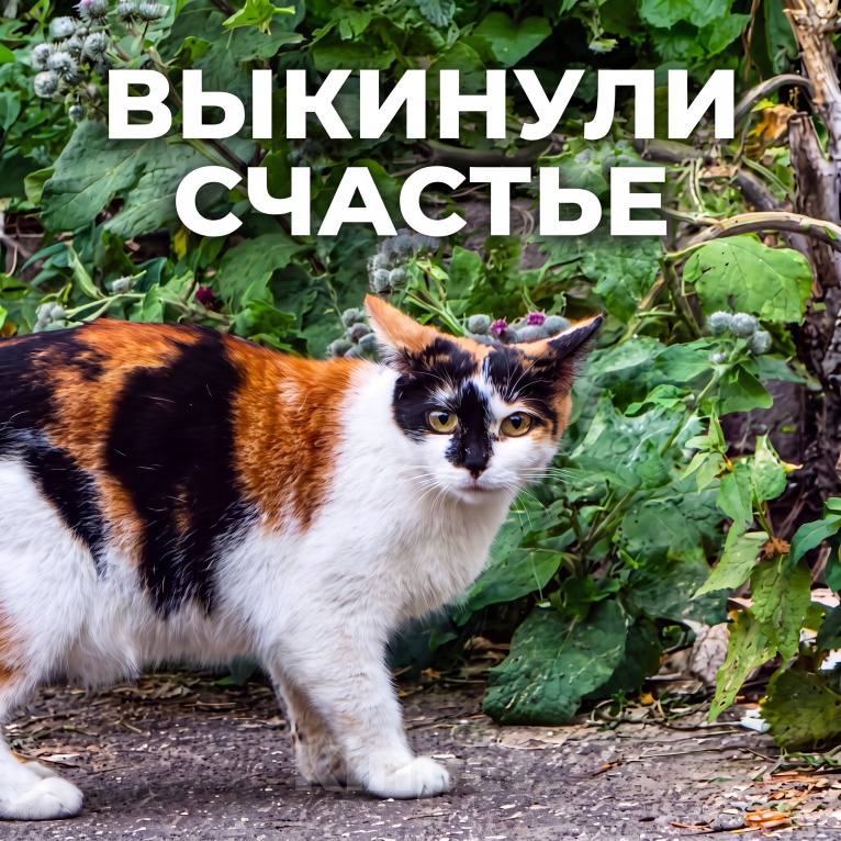 Кошки в Москве: Загадка трёхцветной леди, или Дело о предательстве у мальв Девочка, Бесплатно - фото 1